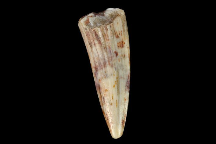 Fossil Phytosaur Tooth - New Mexico #133327